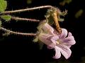 Kashmir Bellflower